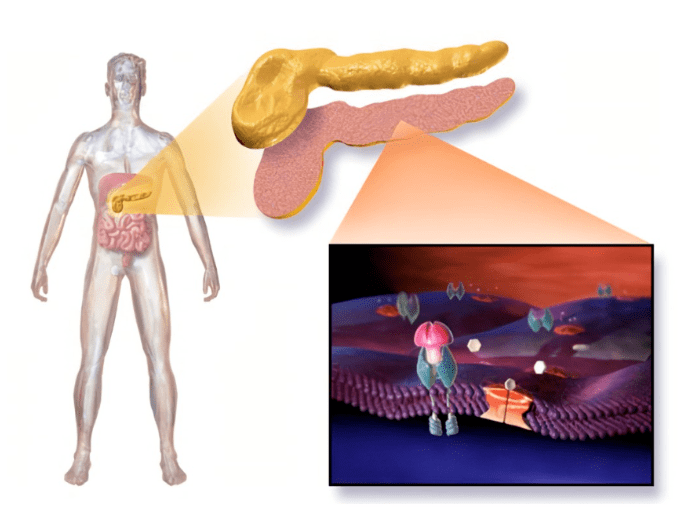 鼓樓醫院研究評估:UC-MSCs & BM-MSCs 之不同