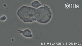 1667871880112626.gif 1.gif