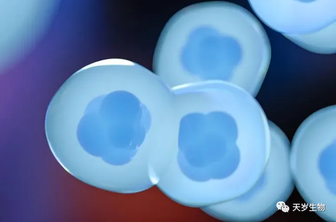 長沙晚報:未來一年內我國有望上市3-5個干細胞藥物,普惠是未來趨勢!