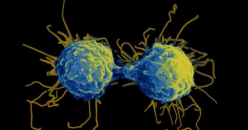 1725873051325405.jpg T細胞.jpg