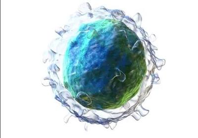 1725873080641275.jpg B細胞.jpg