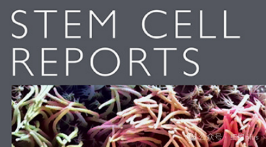 2025年《干細胞報告》十佳論文出爐，干細胞研究邁向臨床轉化新階段