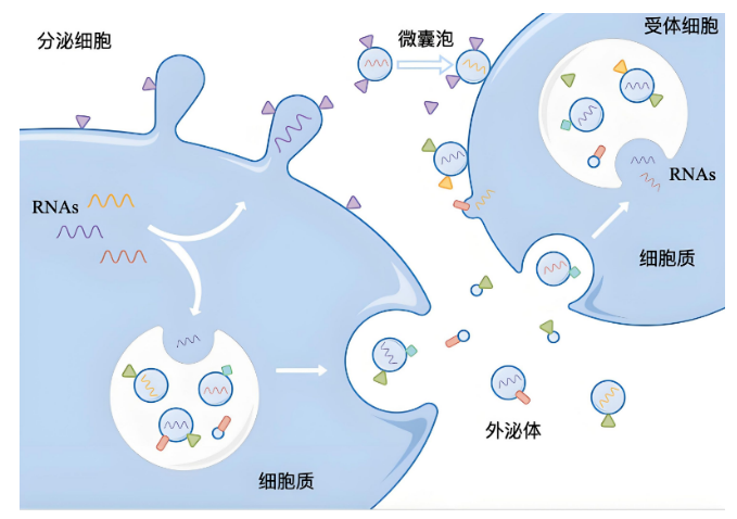 硬核突破！天歲生物外泌體成果再鑄行業(yè)標桿！
